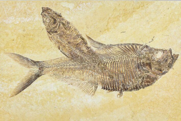 Diplomystus Fossil Fish With Knightia - Wyoming #113561